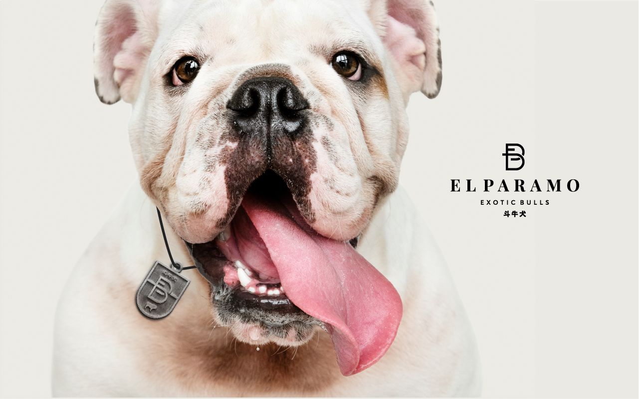 Branding El Páramo bulls